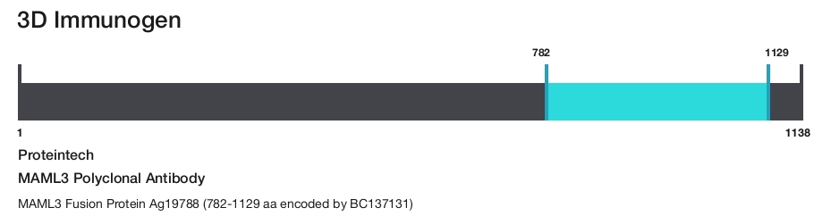 MAML3 Polyclonal Antibody