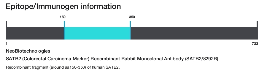 SATB2 (Colorectal Carcinoma Marker) Recombinant Rabbit Monoclonal Antibody (SATB2/8292R)