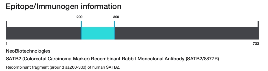 SATB2 (Colorectal Carcinoma Marker) Recombinant Rabbit Monoclonal Antibody (SATB2/8877R)