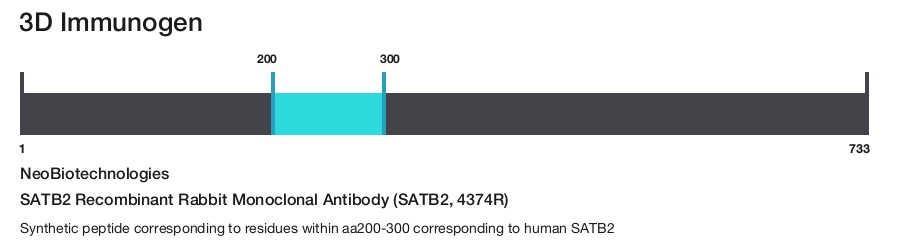 SATB2 Recombinant Rabbit Monoclonal Antibody (SATB2, 4374R)