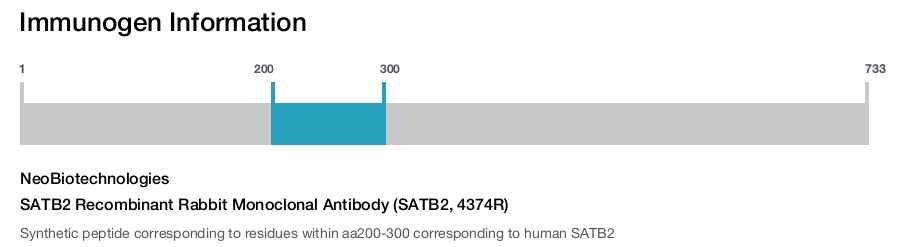 SATB2 Recombinant Rabbit Monoclonal Antibody (SATB2, 4374R)