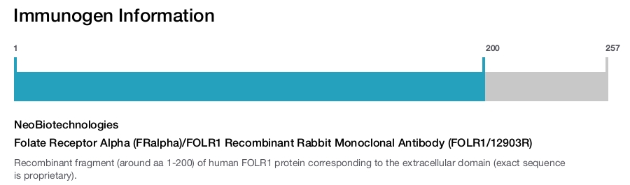 Folate Receptor Alpha (FRalpha)/FOLR1 Recombinant Rabbit Monoclonal Antibody (FOLR1/12903R)