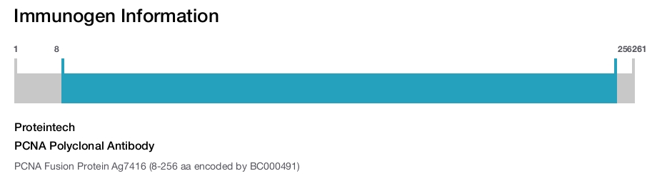 PCNA Polyclonal Antibody