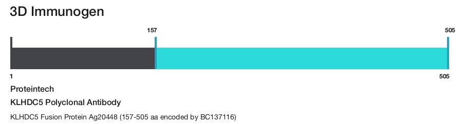KLHDC5 Polyclonal Antibody