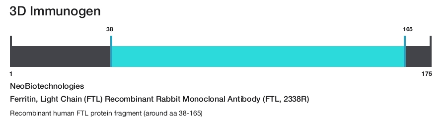 Ferritin, Light Chain (FTL) Recombinant Rabbit Monoclonal Antibody (FTL, 2338R)