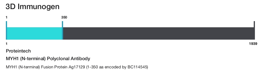 MYH1 (N-terminal) Polyclonal Antibody