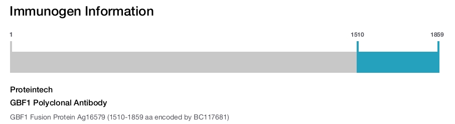 GBF1 Polyclonal Antibody