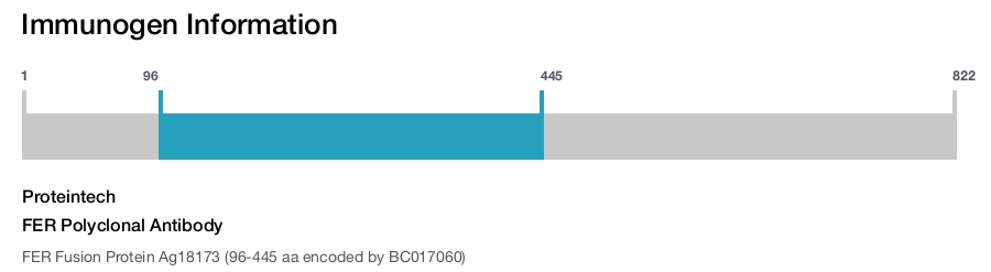 FER Polyclonal Antibody