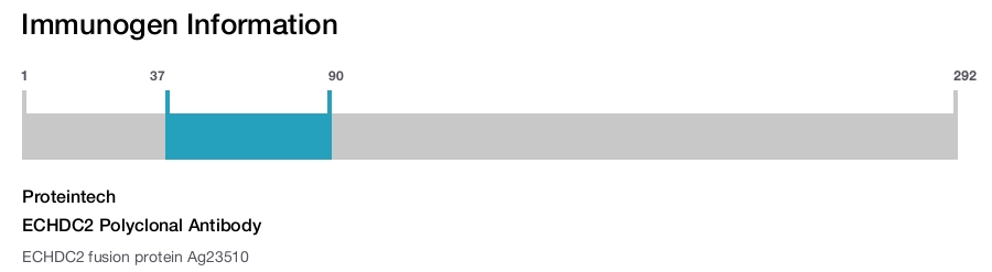 ECHDC2 Polyclonal Antibody