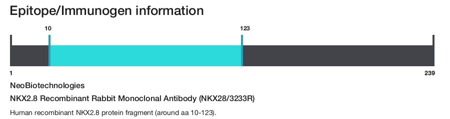 NKX2.8 Recombinant Rabbit Monoclonal Antibody (NKX28/3233R)