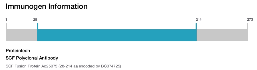 SCF Polyclonal Antibody