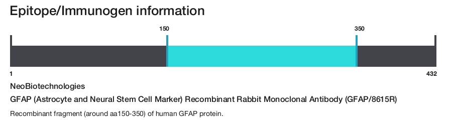 GFAP (Astrocyte and Neural Stem Cell Marker) Recombinant Rabbit Monoclonal Antibody (GFAP/8615R)