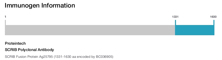 SCRIB Polyclonal Antibody