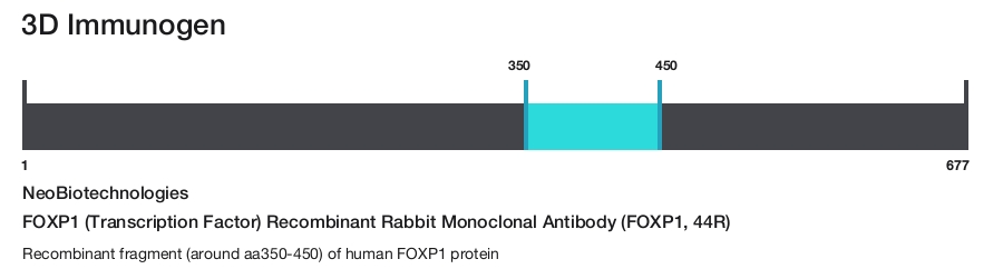FOXP1 (Transcription Factor) Recombinant Rabbit Monoclonal Antibody (FOXP1, 44R)