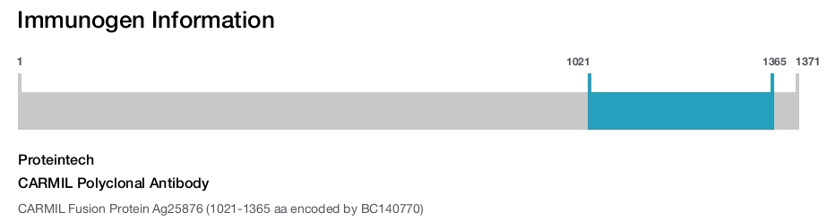 CARMIL Polyclonal Antibody