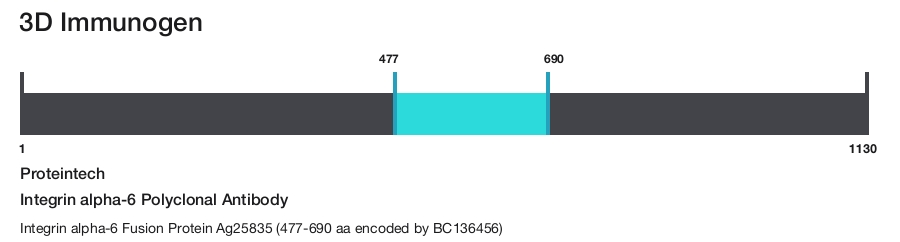 Integrin alpha-6 Polyclonal Antibody