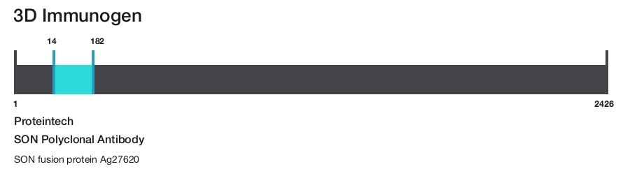 SON Polyclonal Antibody