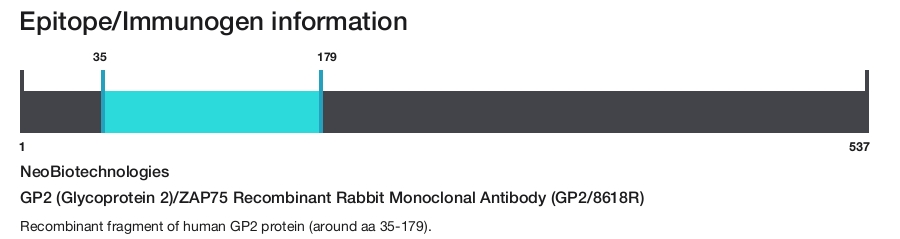 GP2 (Glycoprotein 2)/ZAP75 Recombinant Rabbit Monoclonal Antibody (GP2/8618R)