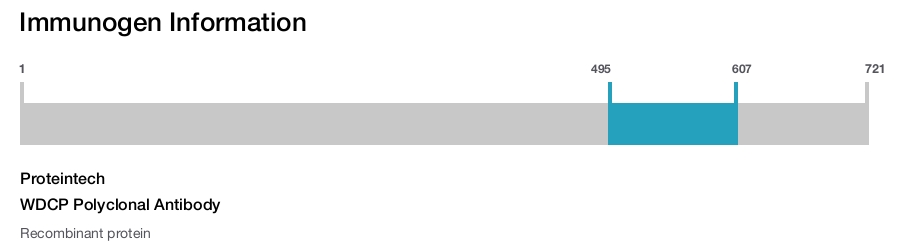 WDCP Polyclonal Antibody