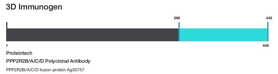 PPP2R2B/A/C/D Polyclonal Antibody