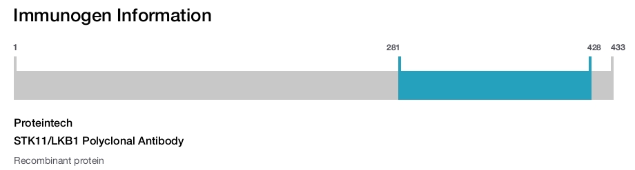 STK11/LKB1 Polyclonal Antibody