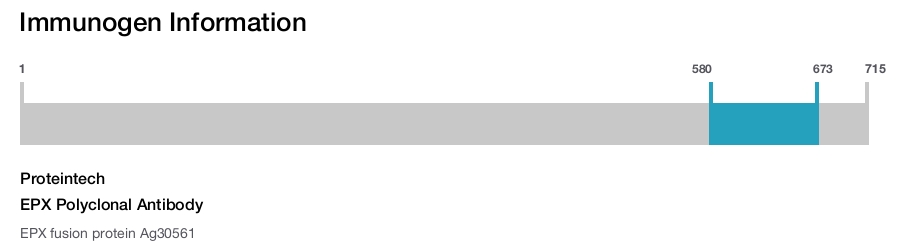 EPX Polyclonal Antibody