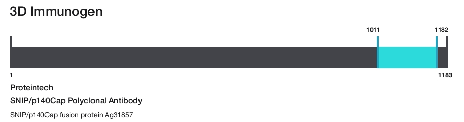 SNIP/p140Cap Polyclonal Antibody