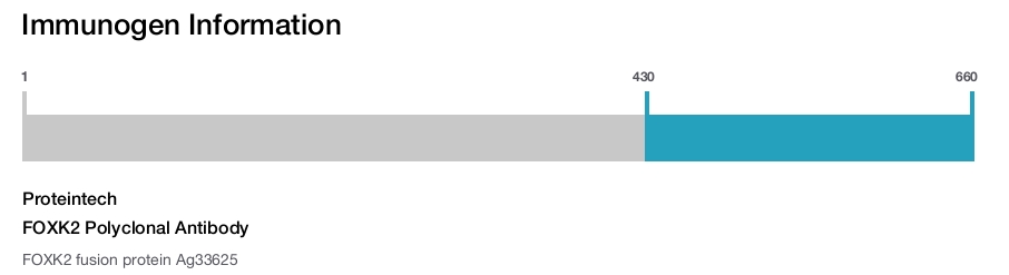 FOXK2 Polyclonal Antibody