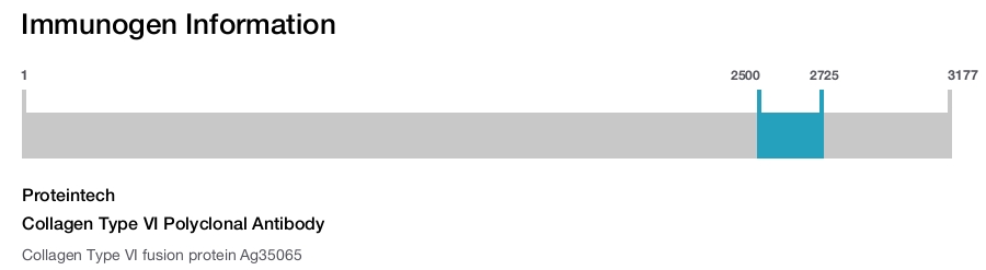 Collagen Type VI Polyclonal Antibody