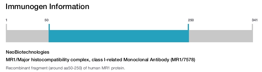 MR1/Major histocompatibility complex, class I-related Monoclonal Antibody (MR1/7578)