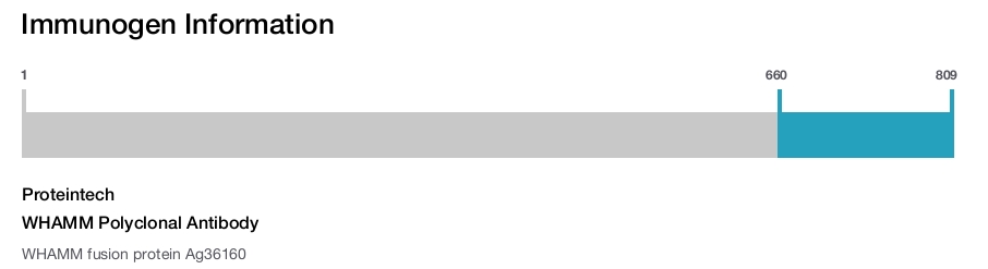 WHAMM Polyclonal Antibody