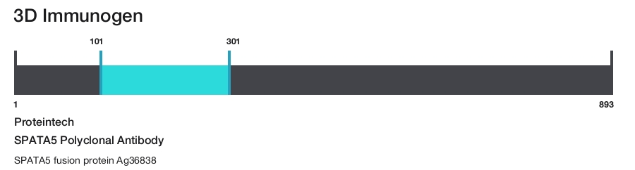 SPATA5 Polyclonal Antibody