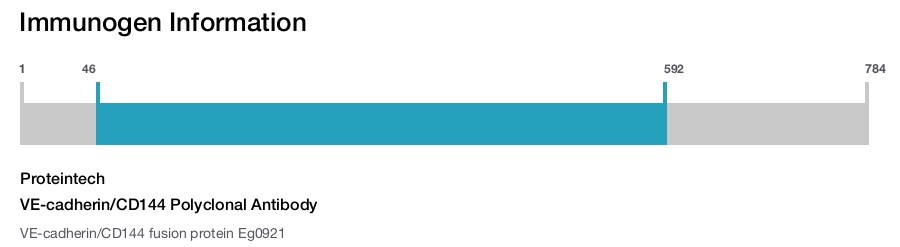 VE-cadherin/CD144 Polyclonal Antibody
