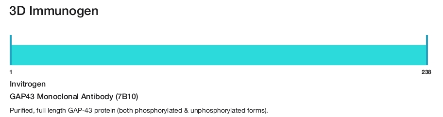 GAP43 Monoclonal Antibody (7B10)