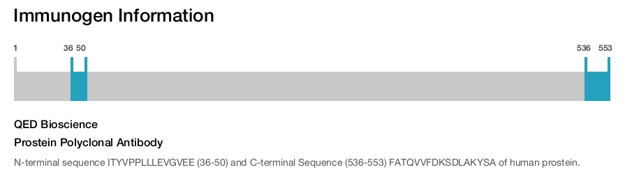 Prostein Polyclonal Antibody