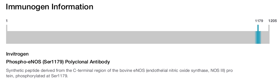 Phospho-eNOS (Ser1179) Polyclonal Antibody