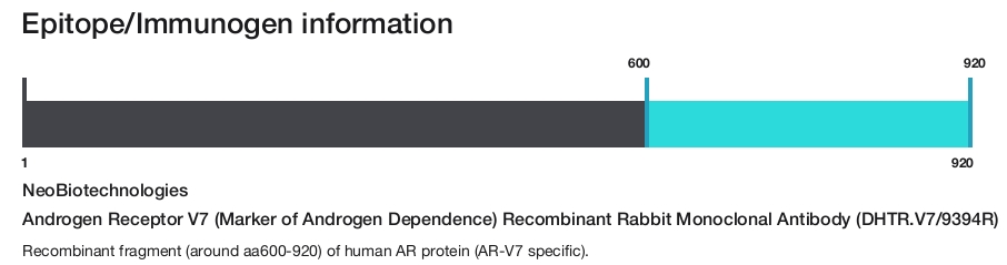Androgen Receptor V7 (Marker of Androgen Dependence) Recombinant Rabbit Monoclonal Antibody (DHTR.V7/9394R)