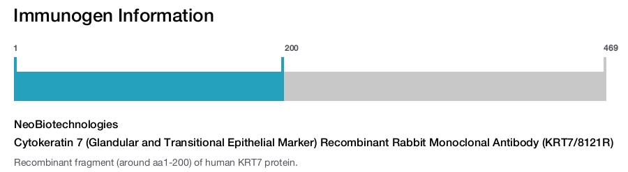 Cytokeratin 7 (Glandular and Transitional Epithelial Marker) Recombinant Rabbit Monoclonal Antibody (KRT7/8121R)