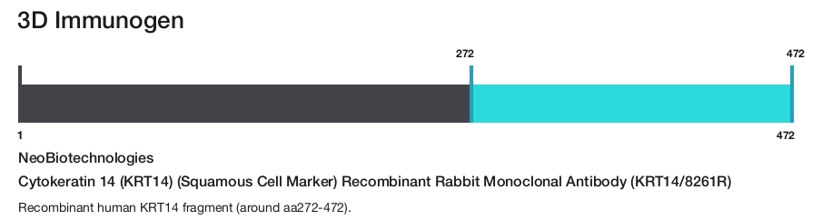 Cytokeratin 14 (KRT14) (Squamous Cell Marker) Recombinant Rabbit Monoclonal Antibody (KRT14/8261R)