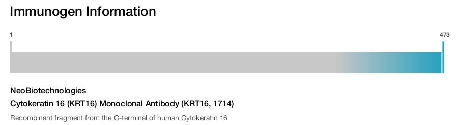 Cytokeratin 16 (KRT16) Monoclonal Antibody (KRT16, 1714)