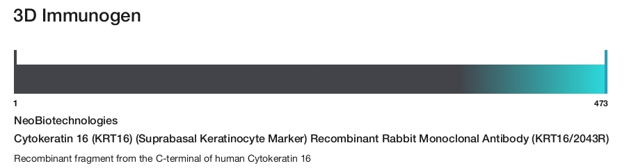 Cytokeratin 16 (KRT16) (Suprabasal Keratinocyte Marker) Recombinant Rabbit Monoclonal Antibody (KRT16/2043R)