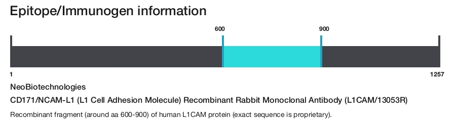 CD171/NCAM-L1 (L1 Cell Adhesion Molecule) Recombinant Rabbit Monoclonal Antibody (L1CAM/13053R)