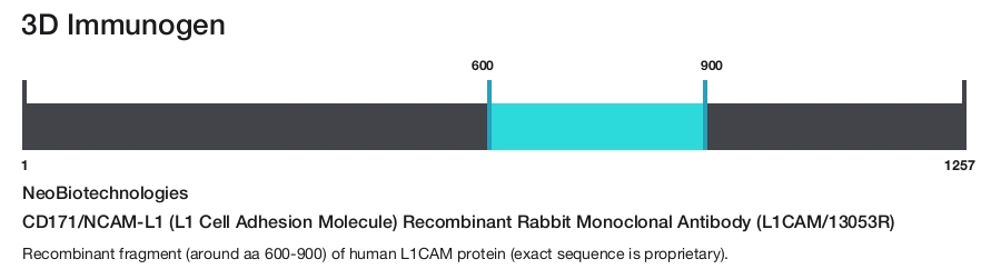CD171/NCAM-L1 (L1 Cell Adhesion Molecule) Recombinant Rabbit Monoclonal Antibody (L1CAM/13053R)