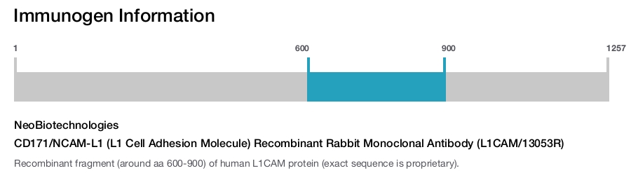 CD171/NCAM-L1 (L1 Cell Adhesion Molecule) Recombinant Rabbit Monoclonal Antibody (L1CAM/13053R)