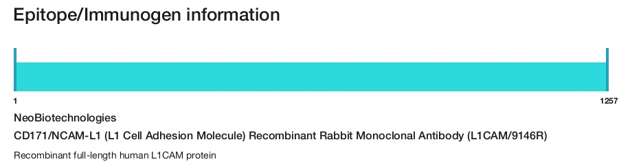 CD171/NCAM-L1 (L1 Cell Adhesion Molecule) Recombinant Rabbit Monoclonal Antibody (L1CAM/9146R)