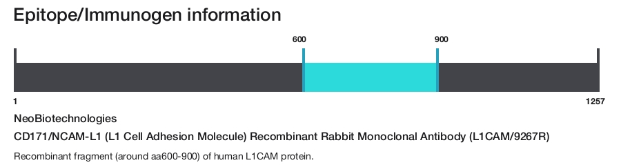 CD171/NCAM-L1 (L1 Cell Adhesion Molecule) Recombinant Rabbit Monoclonal Antibody (L1CAM/9267R)