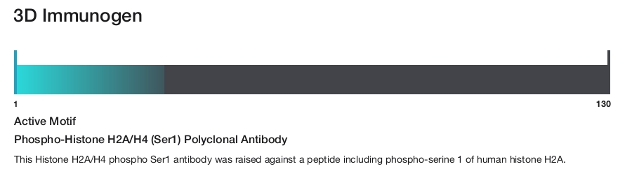 Phospho-Histone H2A/H4 (Ser1) Polyclonal Antibody