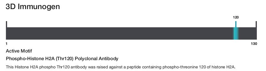 Phospho-Histone H2A (Thr120) Polyclonal Antibody