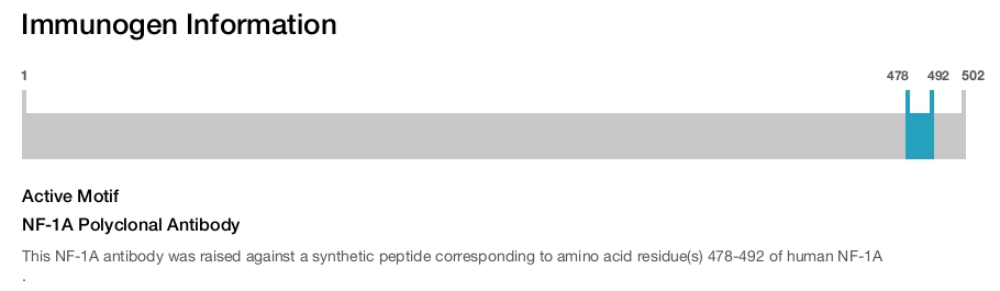 NF-1A Polyclonal Antibody