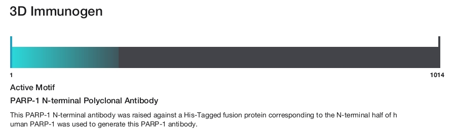PARP-1 N-terminal Polyclonal Antibody